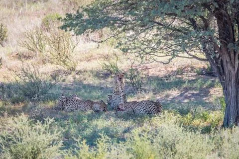Three Cheetahs feeding on a Springbok kill. Stock Photos