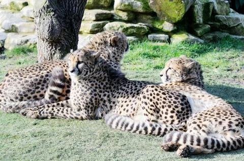 Three cheetahs Stock Photos