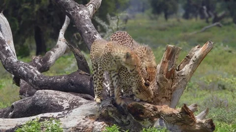 Three Cheetahs Resting on Fallen Tree 4k Telephoto Shot Stock Footage 338258134