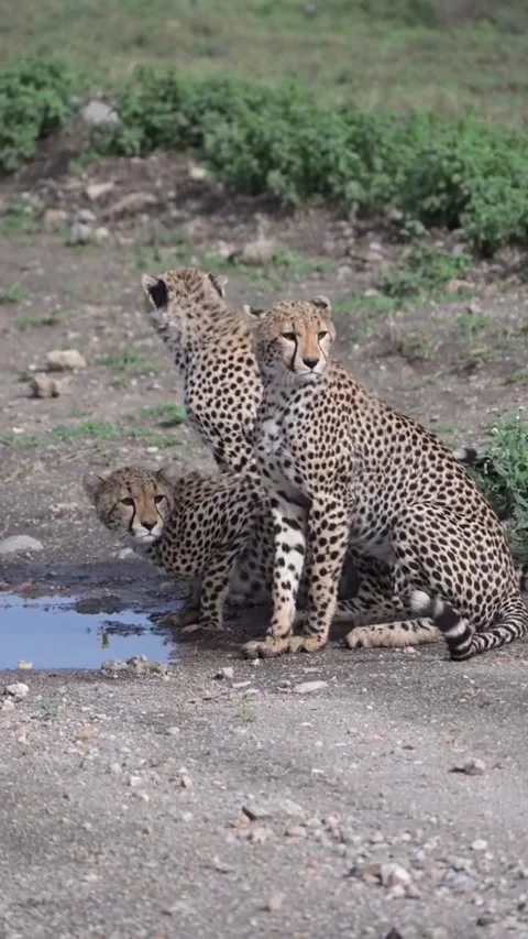 Three cheetahs resting by a small water puddle in the african savanna Vidéo 334353121