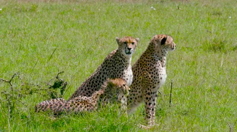 THREE CHEETAHS SAT LINE MAASAI MARA KENYA AFRICA Stock Footage 66053702