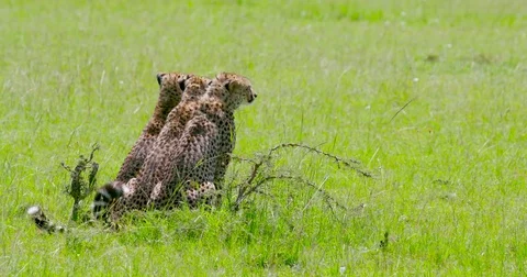 THREE CHEETAHS SAT LINE MAASAI MARA KENYA AFRICA Stock-Footage 73228250