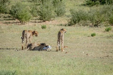 Three Cheetahs on a Springbok kill. Stock Photos