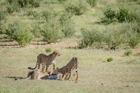 Three Cheetahs on a Springbok kill. Stock Photos