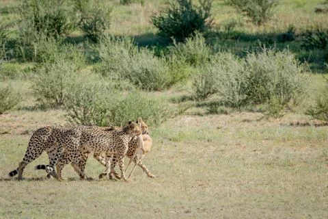 Three Cheetahs on a Springbok kill. Stock Photos