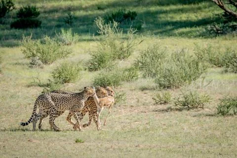 Three Cheetahs on a Springbok kill. Stock Photos