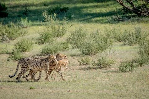 Three Cheetahs on a Springbok kill. Stock Photos