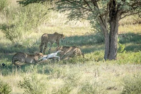 Three Cheetahs on a Springbok kill. Stock Photos