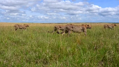 Three Cheetahs Walking Together Through the African Savannah Grassland 4k Video Video stock 338254893