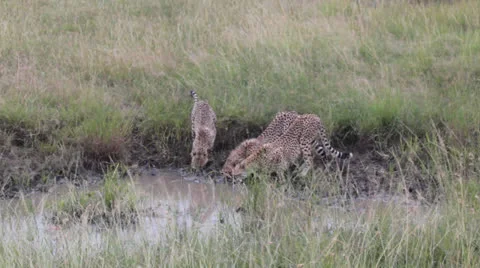 Three Cheetas Drinking from Muddy Pool Stock Footage 25696975