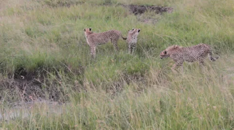 Three Cheetas Stock Footage 25696481