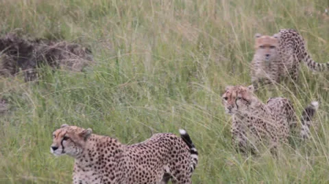 Three Cheetas on Prowl Stock Footage 25696255