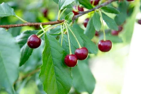 Three cherries on the branch close up. Cherry tree at the crop time fruits Stock Photos