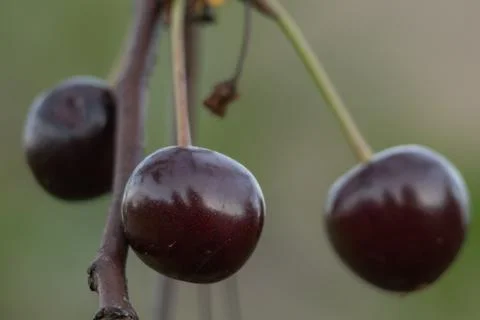 Three cherries Stock Photos