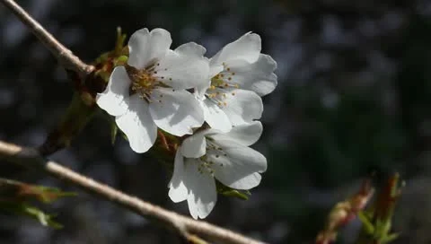 Three cherry blossoms Stock Footage 11019669