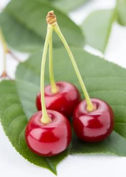 Three cherry on a petal Stock Photos