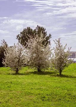 Three cherry trees blooming in spring. White flowers on a lush green lawn. Stock Photos