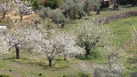 Three cherry trees surrounded by olive trees in terrace Stock Footage 49627646