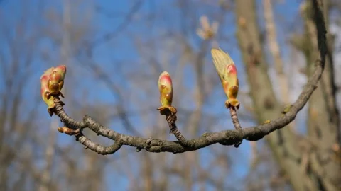 Three chestnut buds against the sky Stock Footage 153285794