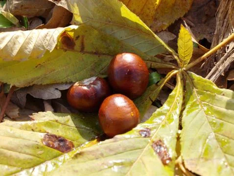 Three chestnuts Stock Photos