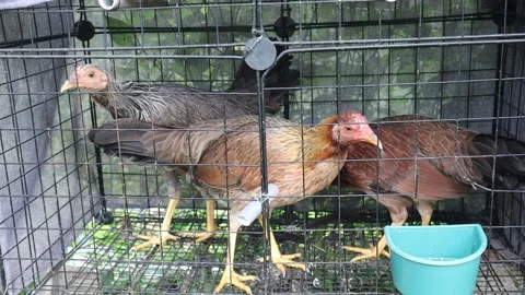 Three chicken in the cage Stock Footage 170168276