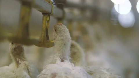 Three chicken drinking water from cups attached to long rods in a hen house Stock Footage 99287705