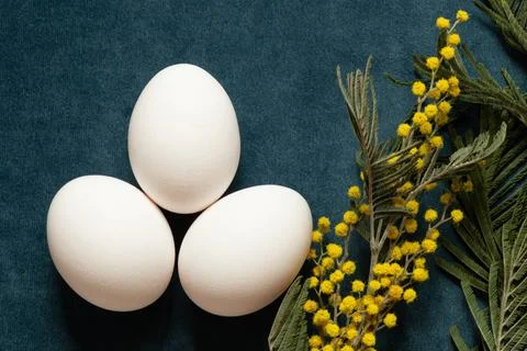 Three chicken eggs lying on a blue surface next to a mimosa branch, Easter-.. Stock-Fotos