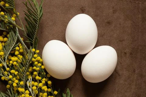 Three chicken eggs lying on brown velour next to a mimosa branch, Easter them Stock Photos