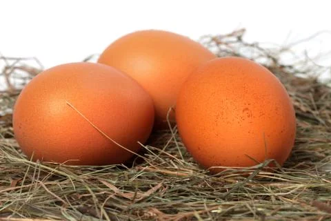 Three chicken eggs in nest Stock Photos