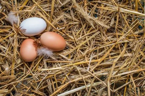 Three chicken eggs on straw background Stock Photos