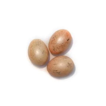 Three chicken orange eggs isolated on the white background. Stock Photos