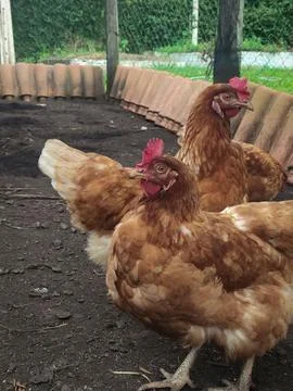 Three chickens in the backyard. Stock Photos