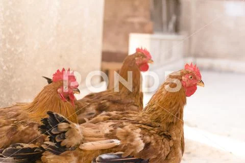 Three Chickens Closeup Stock Photos