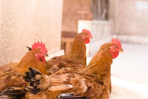 Three Chickens Closeup Stock Photos