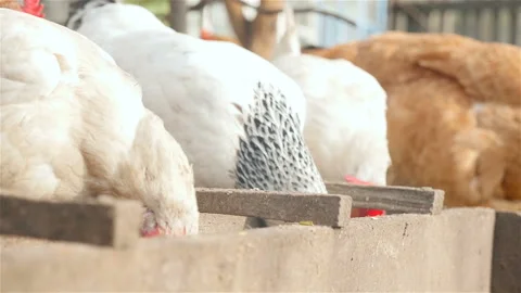 Three chickens eat grain in the feeder Stock Footage 101054244