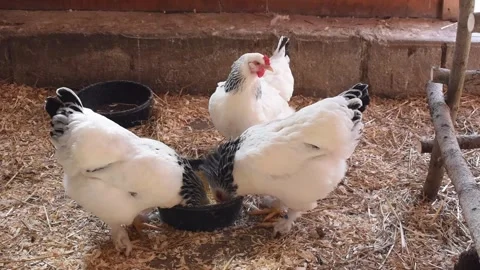 Three Chickens Eating Close Clip Stock Footage 321747741