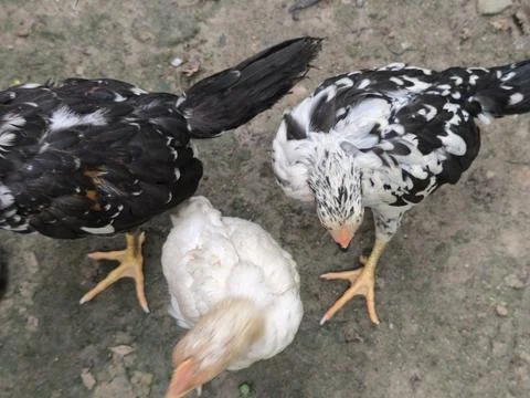 Three Chickens Foraging on Dirt Ground from Overhead View Foto stock
