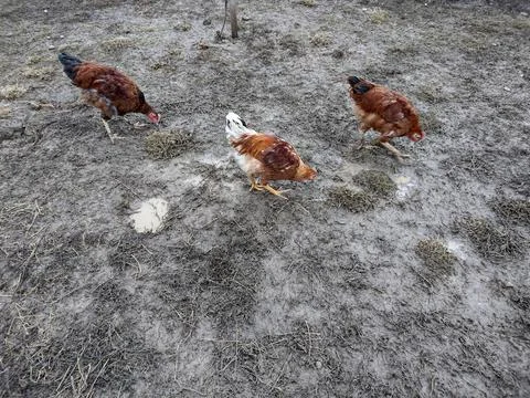 Three chickens on the ground Fotos de archivo