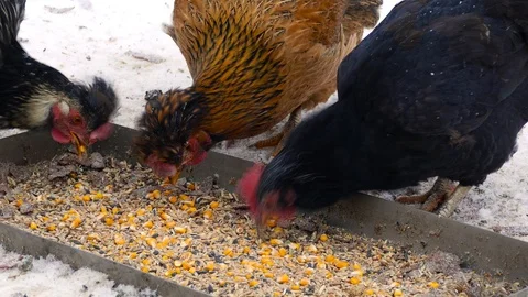 Three chickens peck grain in a tray 動画素材 123572467