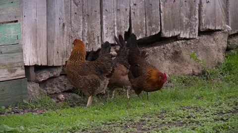Three chickens peck at the green grass. the countryside Video stock 131446765