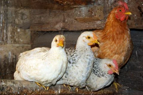 Three chickens. Stock Photos