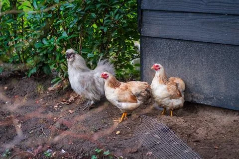 Three chickens Stock Photos