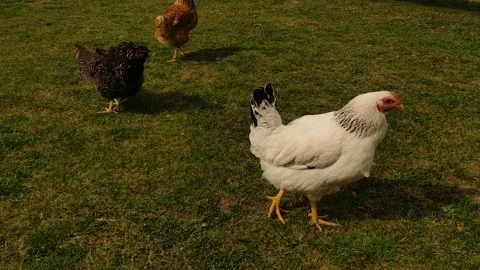 Three chickens wander around in a grassy field on a bright, sunny day Stock Footage 277587955