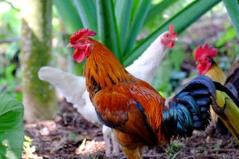 Three chickens wandering around Stock Photos