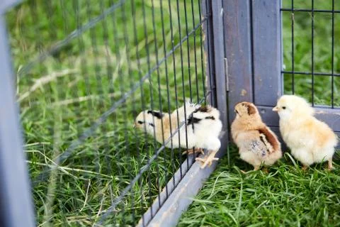 Three chicks breaking out off the cage Stock Photos