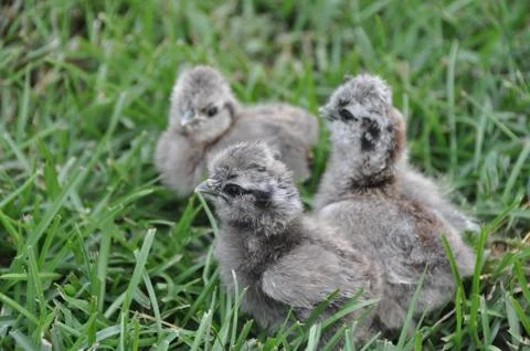 Three chicks in grass Stock Photos