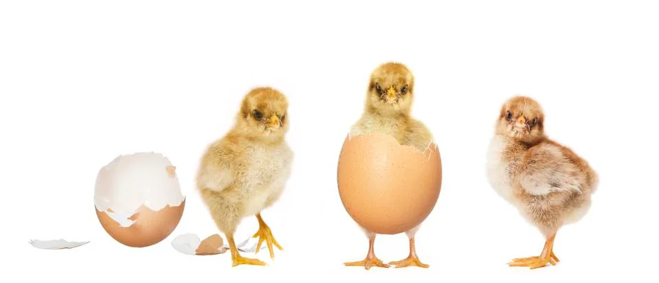 Three chicks hatching Stock Photos