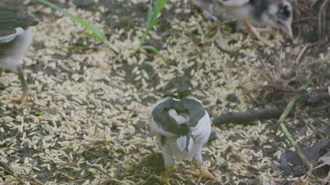 Three chicks hen of free-range chickens (gallus domesticus) foraging on the.. Stock Footage 235207876