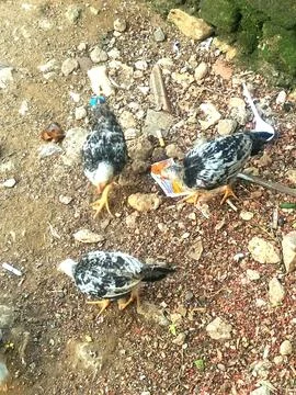 Three chicks 스톡 사진