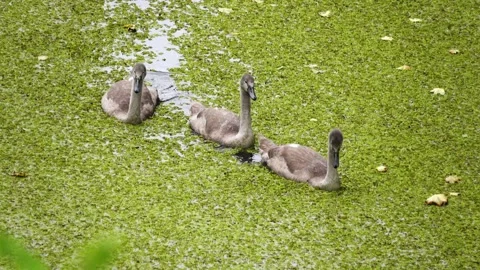 Three chicks swans float in the water of the pond. The pond oversight and tur Stock Footage 170370641